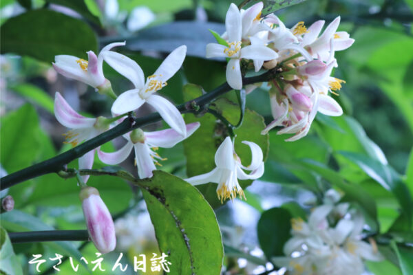 初夏に咲くレモンの花