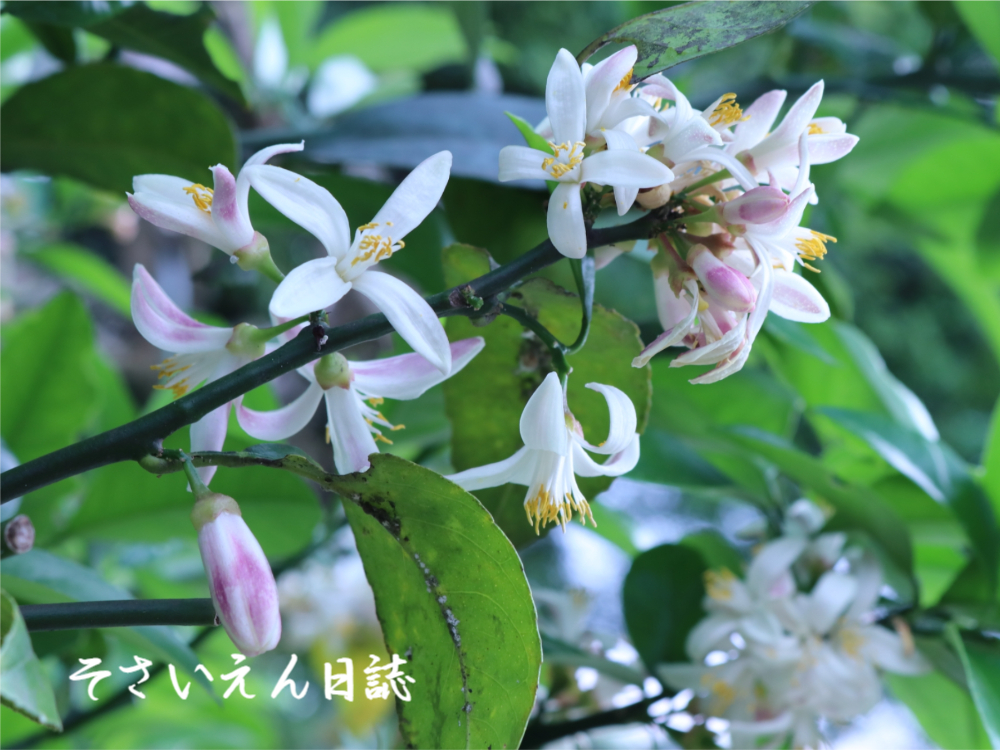 初夏に咲くレモンの花