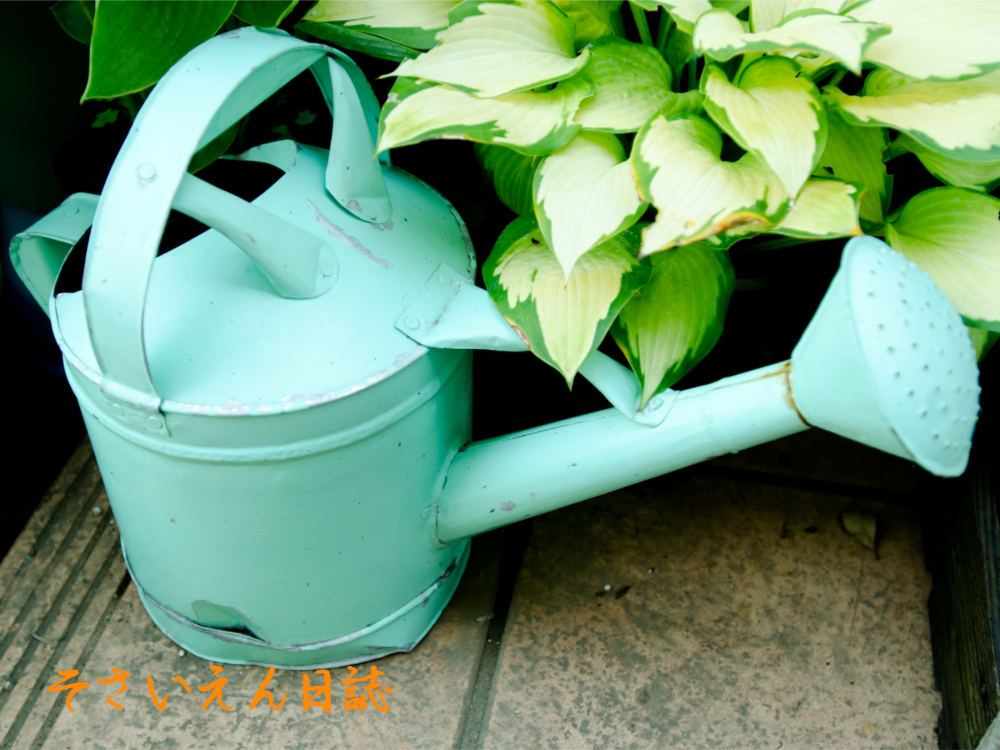 水やりコツ、緑のじょうろ