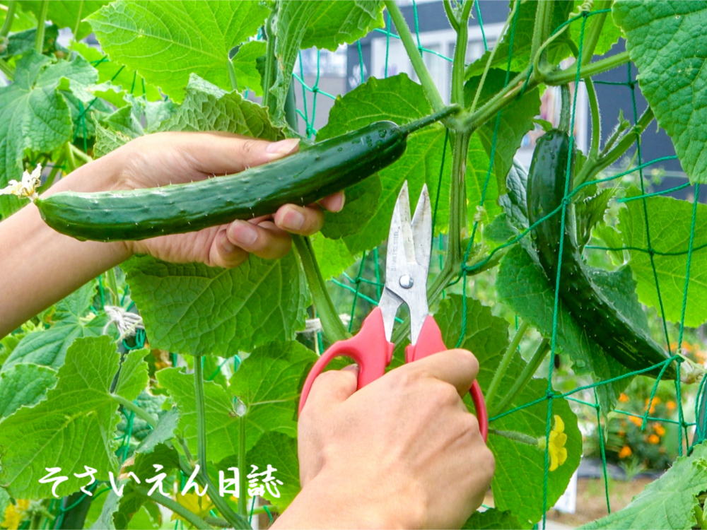 きゅうり流通 収穫