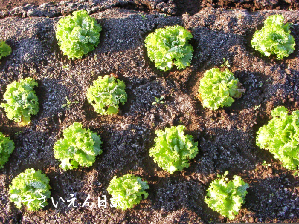 家庭菜園 サニーレタス