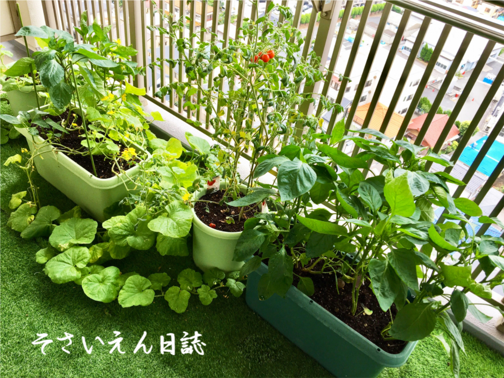 穀雨菜園 ベランダ菜園