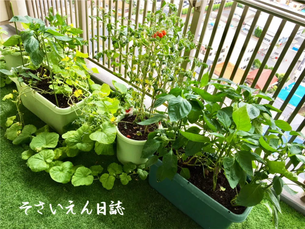 小さな畑 春のベランダ菜園