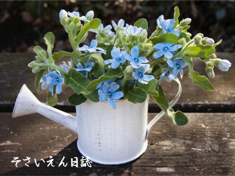 水やりコツ基本ガイド
