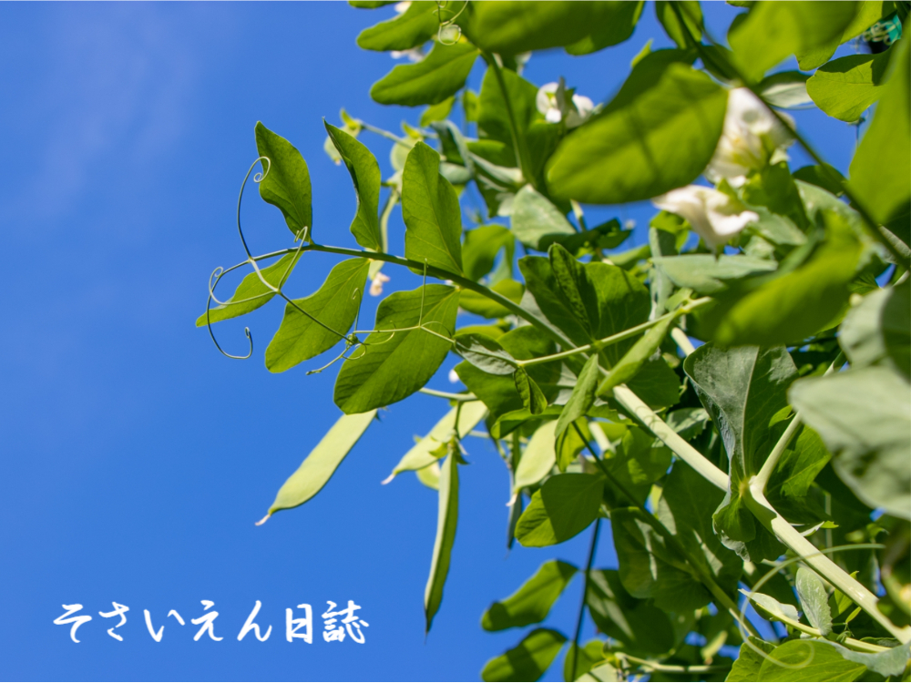 穀雨そだち記録 えんどう豆