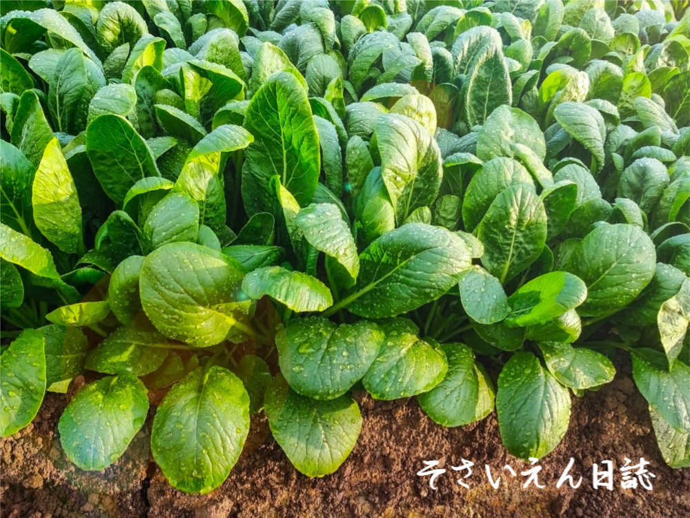 家庭菜園で楽しむ穀雨の畑仕事