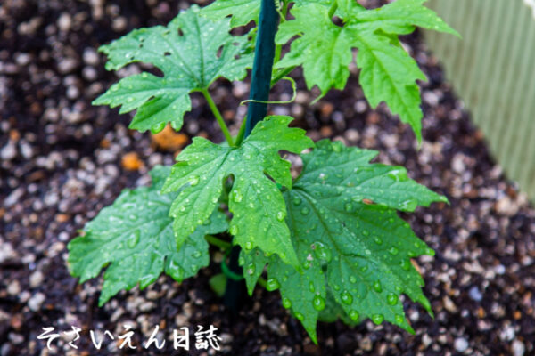 雨植えコツ ゴーヤーの苗