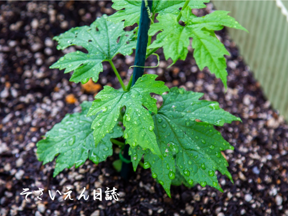 雨植えコツ ゴーヤーの苗