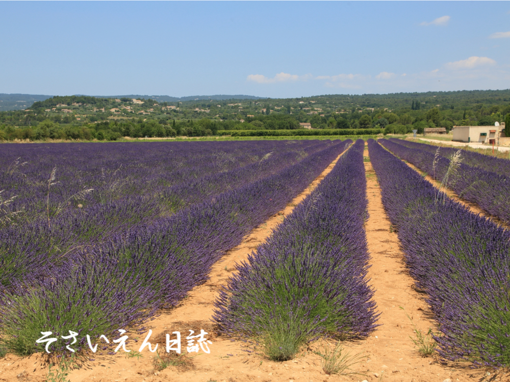 南仏ハーブ ラベンダー畑