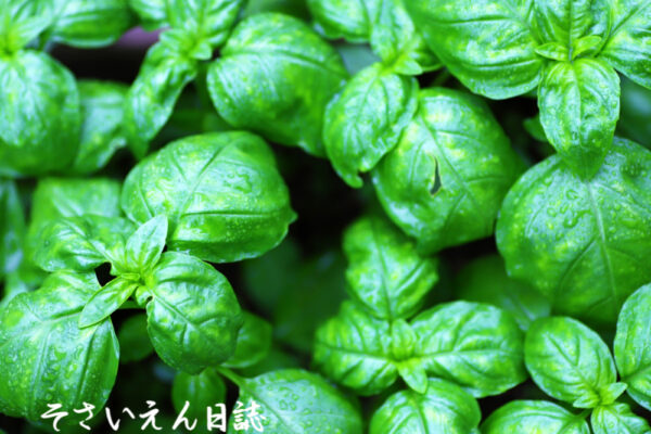 雨庭ケア バジル