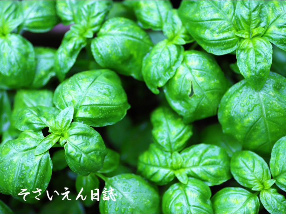 雨庭ケア バジル