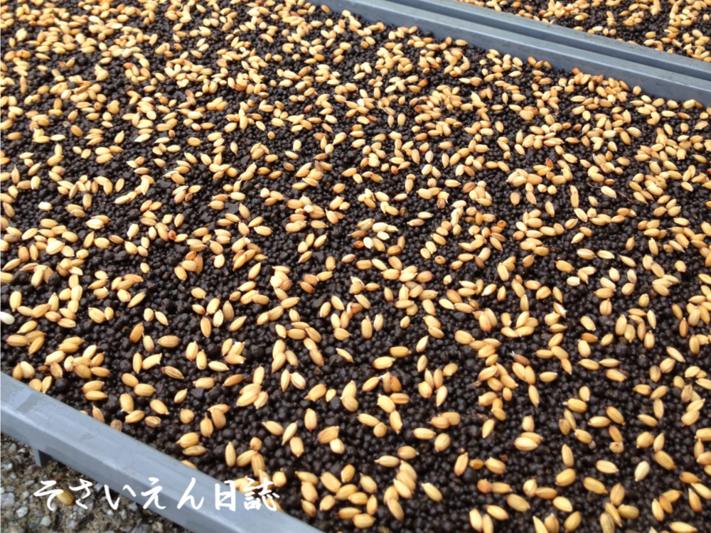 穀雨の種まき 稲