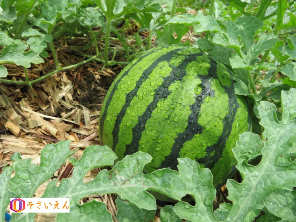 小暑管理と夏野菜の水