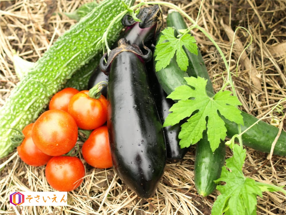 夏野菜を敷き藁の上に並べる