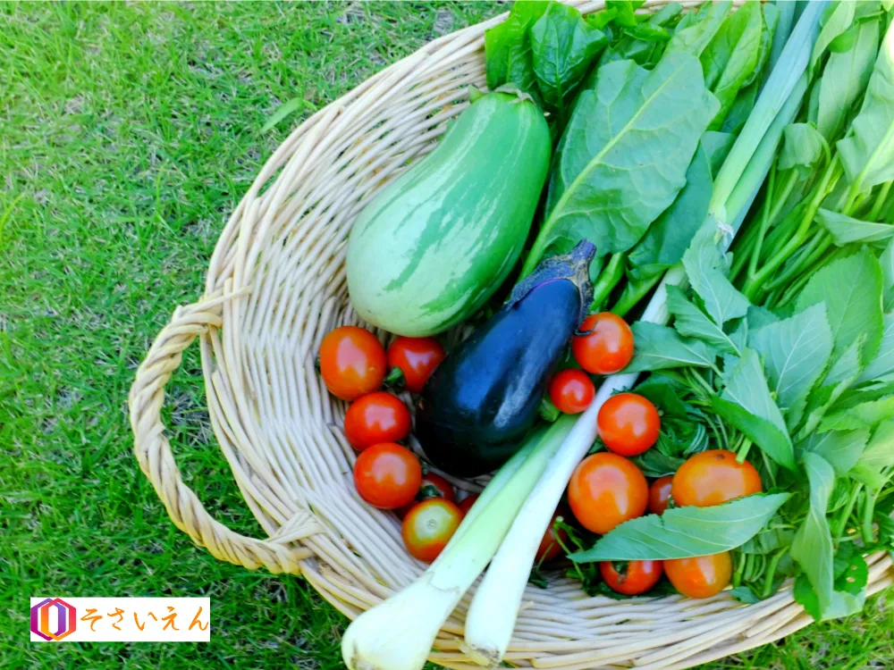 夏の朝採り無農薬野菜の盛り合わせ