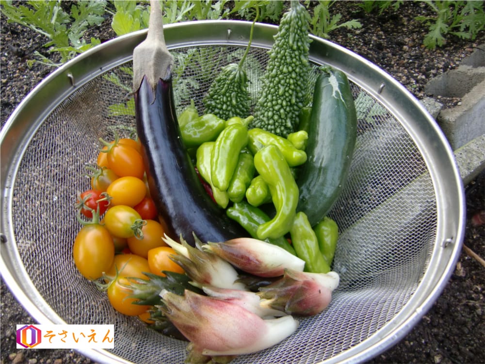 夏の終わりの朝取り野菜たち