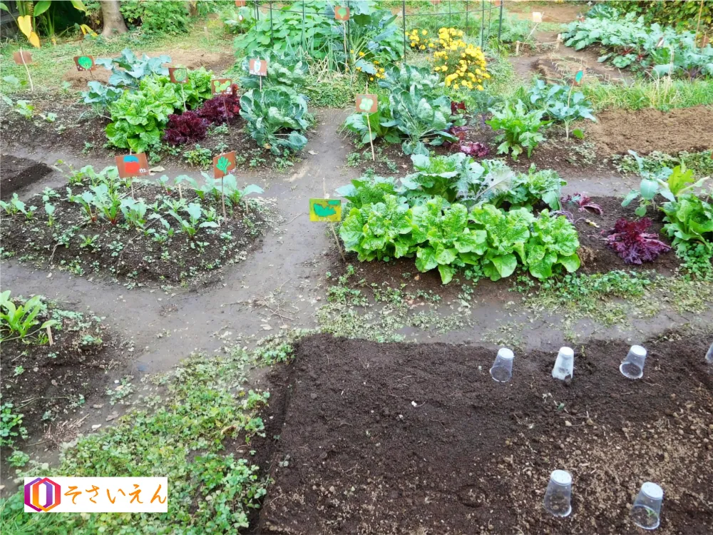 多種類の野菜を栽培する家庭菜園