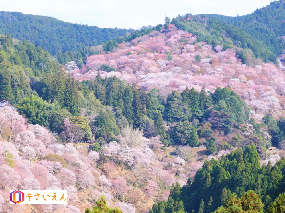 奈良吉野の千本桜