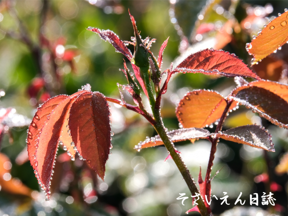 立夏の朝 朝霧に濡れたバラの若葉