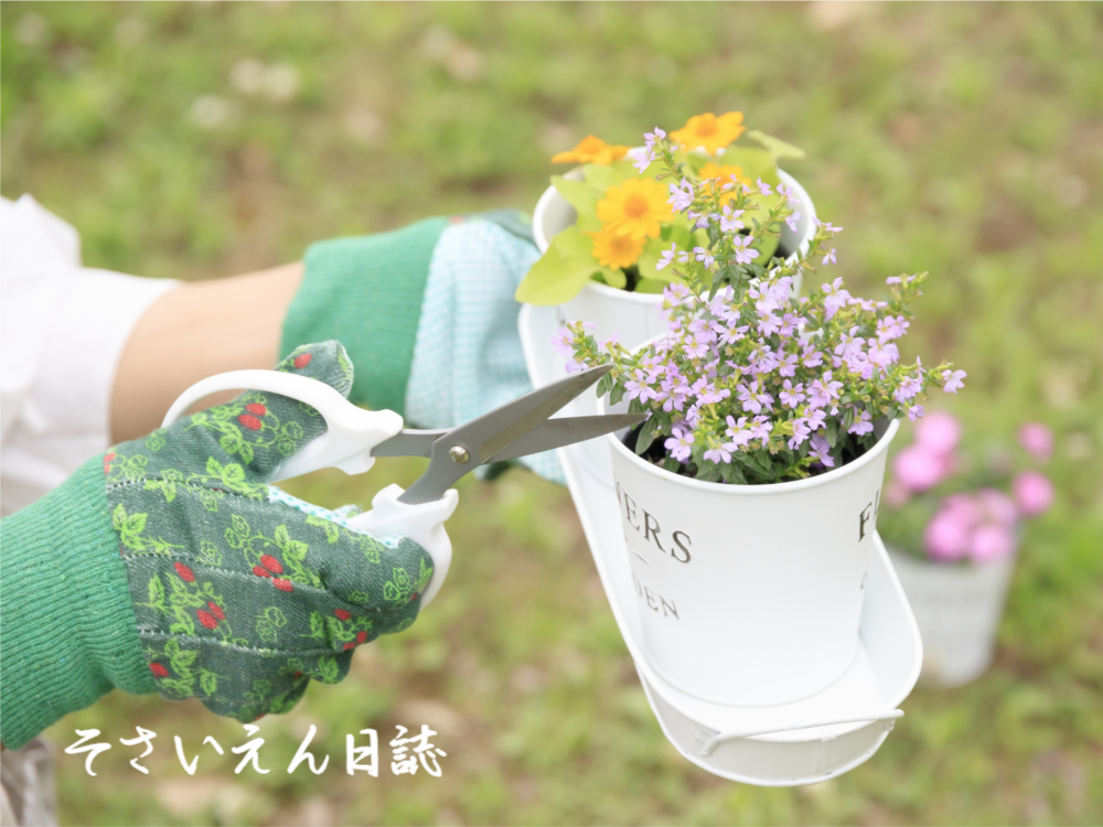花の摘芯をする