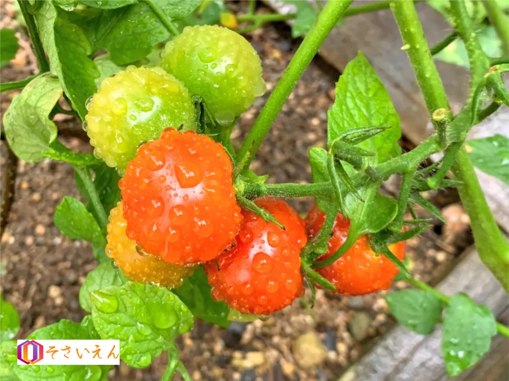 芒種管理と梅雨対策畑