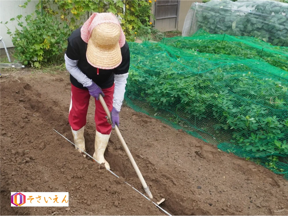 秋野菜の畝づくり