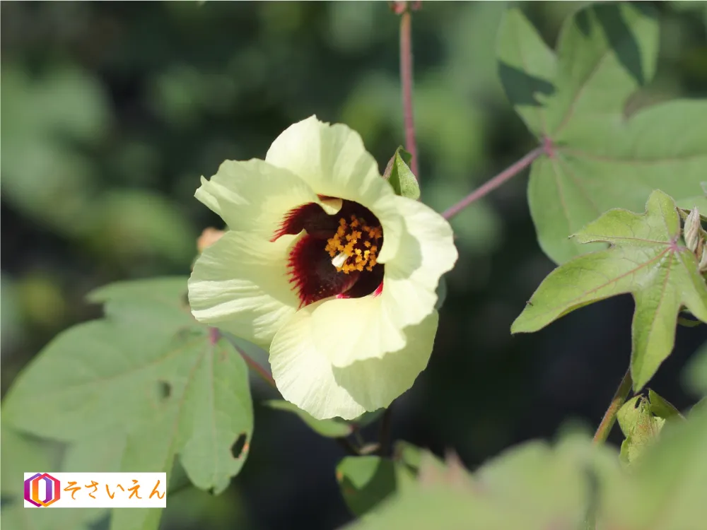 綿の花