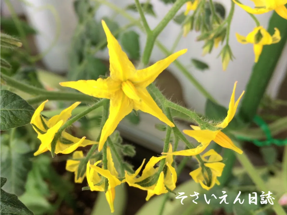 夏野菜植付 立夏の基本ガイド
