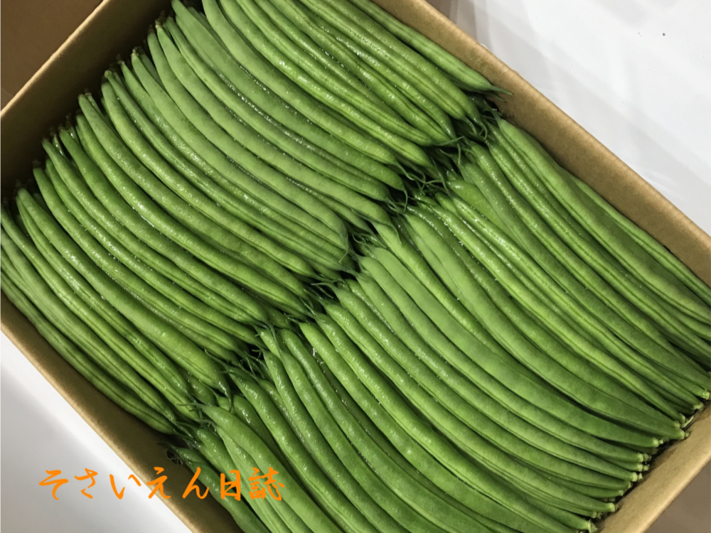 並べられた莢インゲン