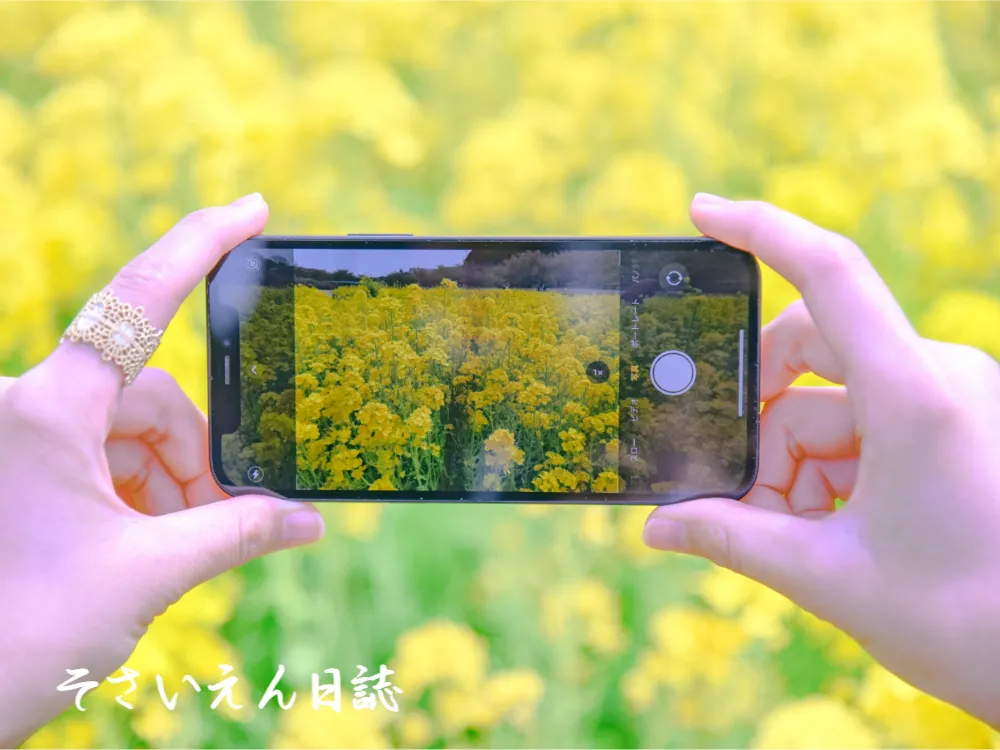 菜の花畑で