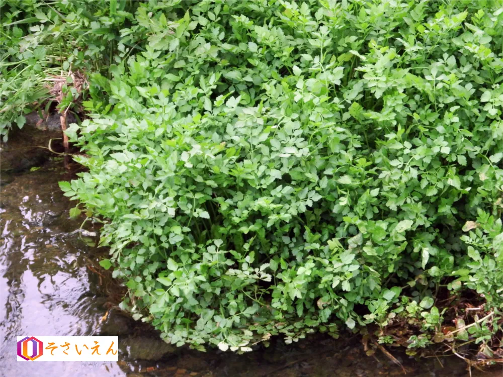 旧暦節気 小川の自生セリ