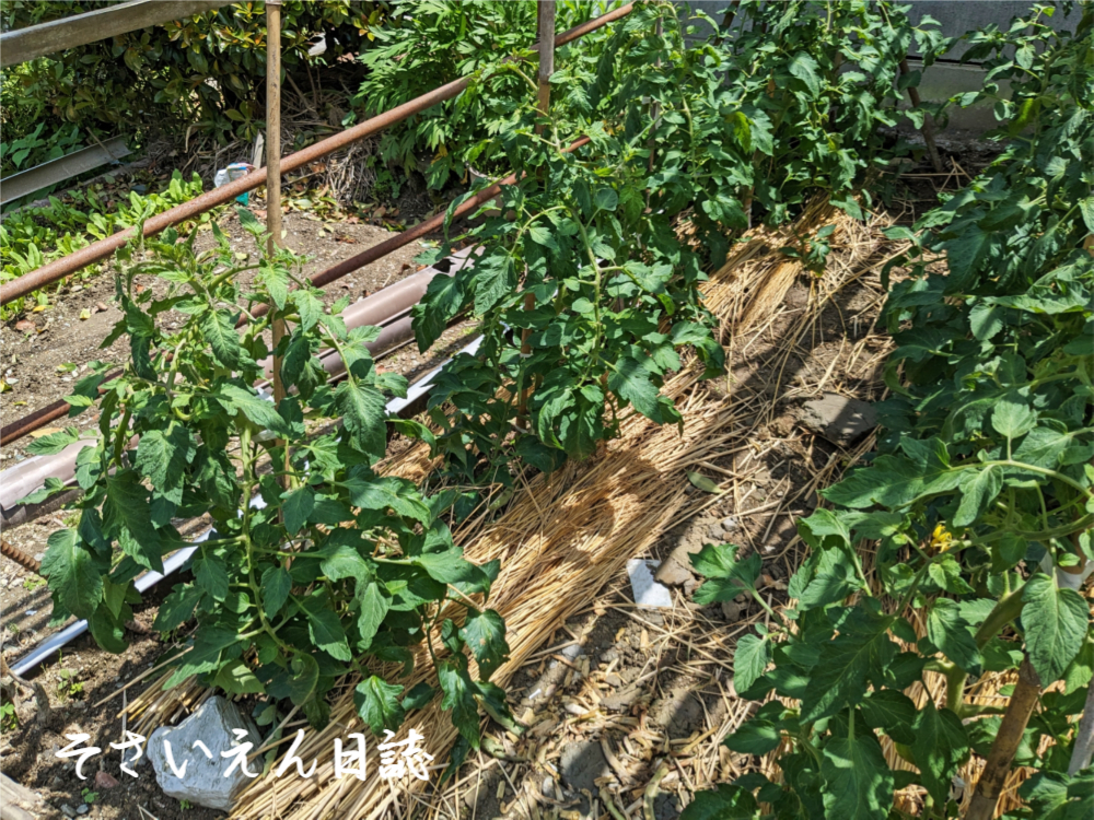 トマト苗を支柱誘引する