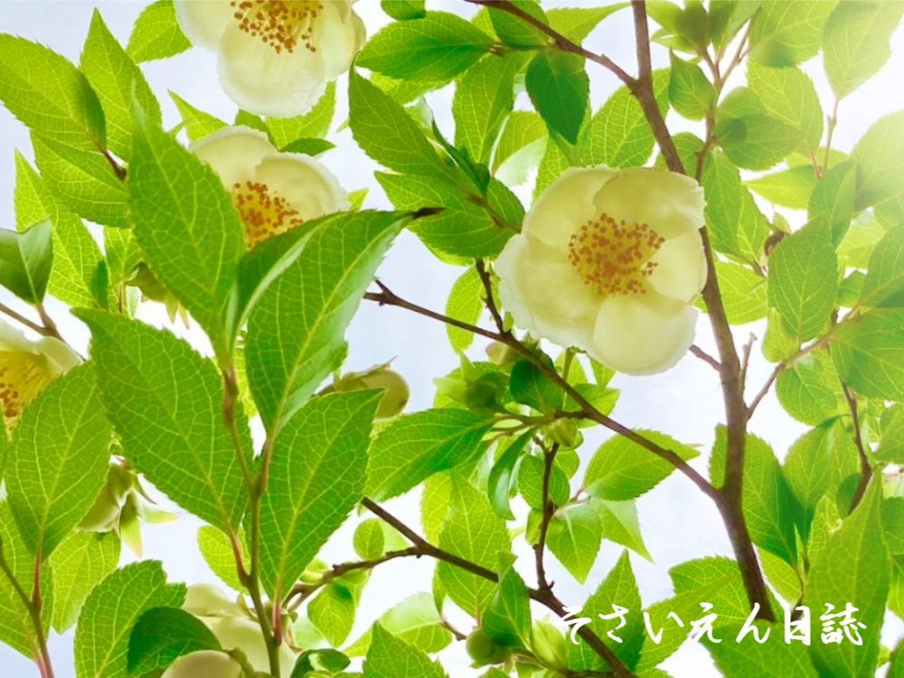立夏の朝 ヒメシャラ