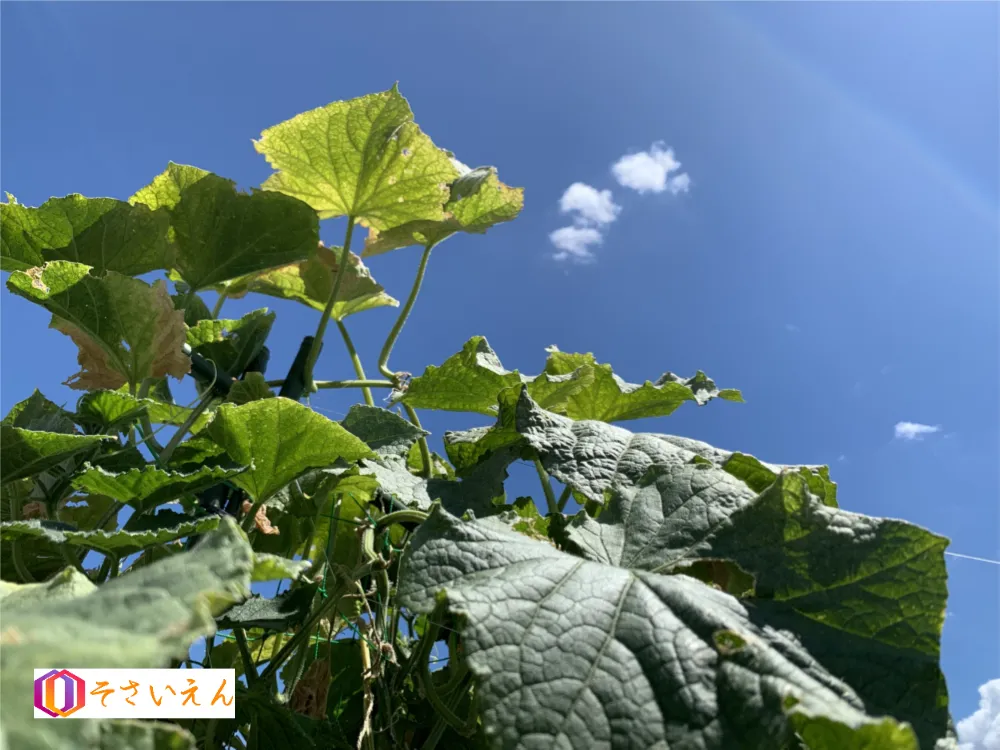 キュウリの葉越しに夏空を見上げる