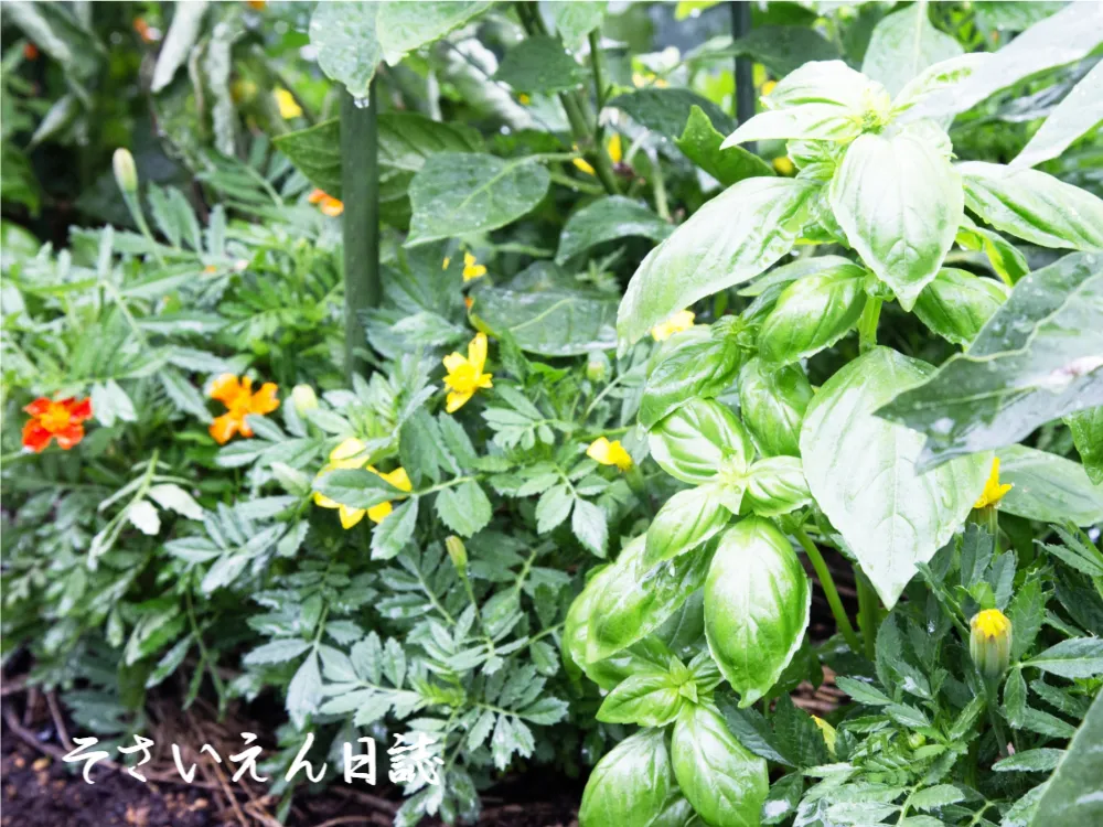 コンパニオンプランツ
