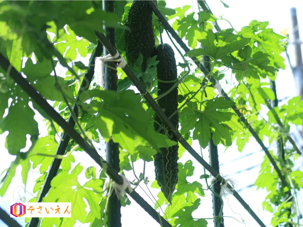 夏至管理で育てる夏野菜