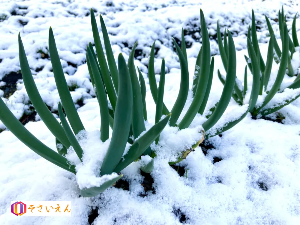 大雪管理と冬畑保護