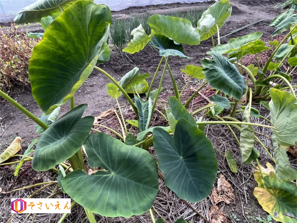 立秋管理と夏野菜整理