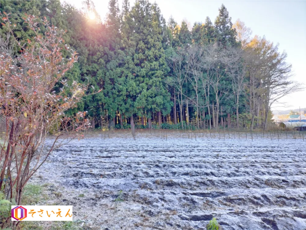 大寒管理と冬畑保温