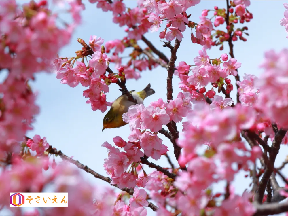 鶯と河津桜