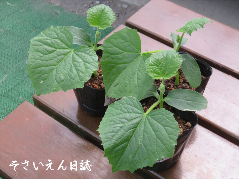 キュウリ苗