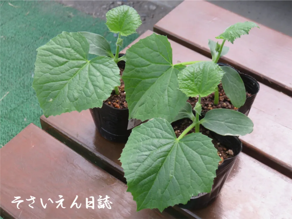 キュウリ苗