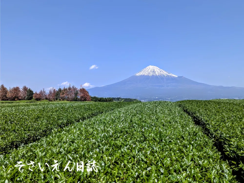富士宮市の茶畑
