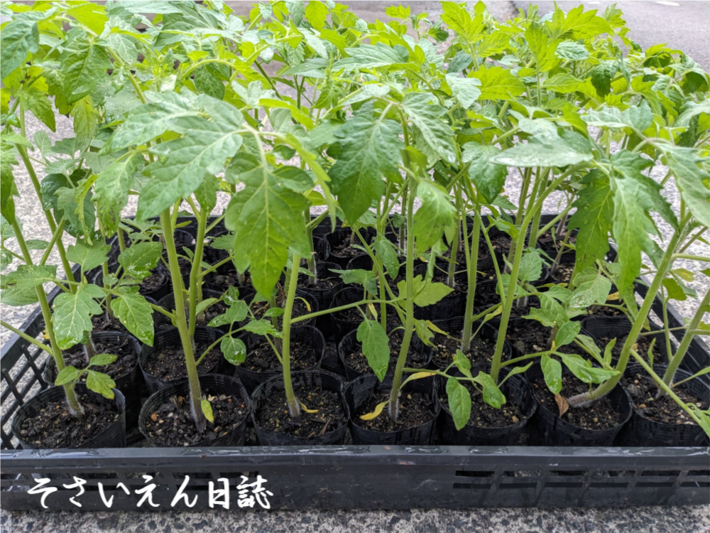苗選び トマト