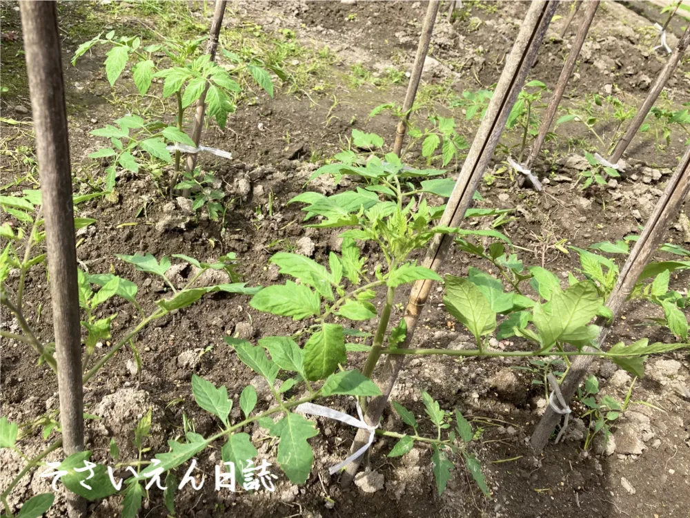 トマト苗の支柱を立てる