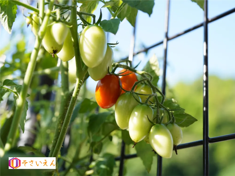 小満管理と夏畑支度