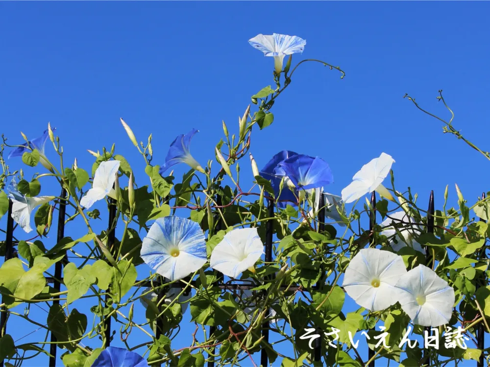 水やり調整 初夏の基本術