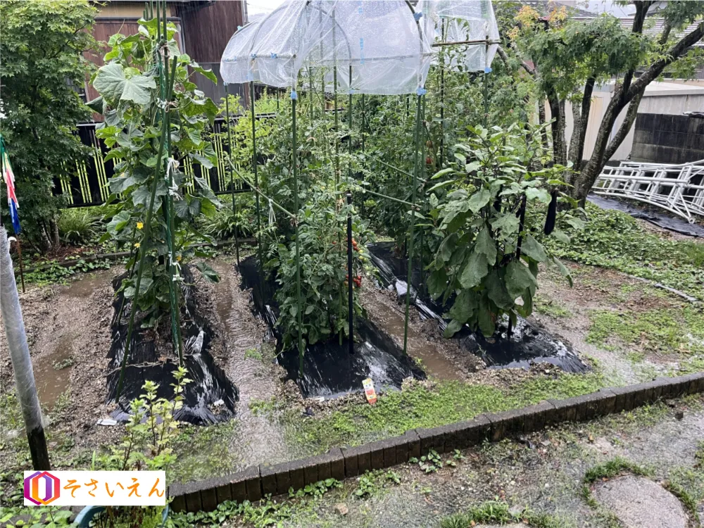 支柱を立てた夏野菜