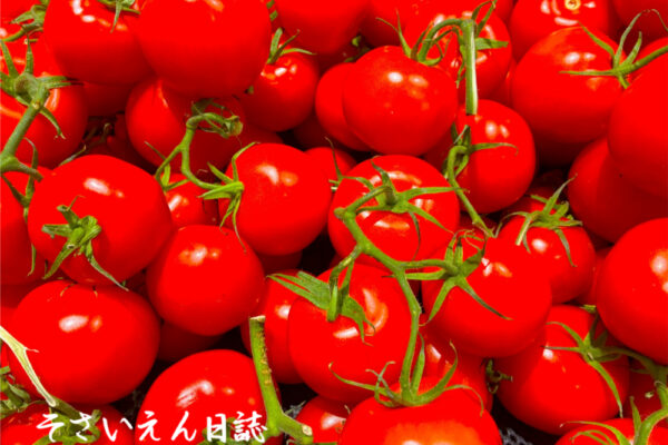 トマト保存 ミニトマト
