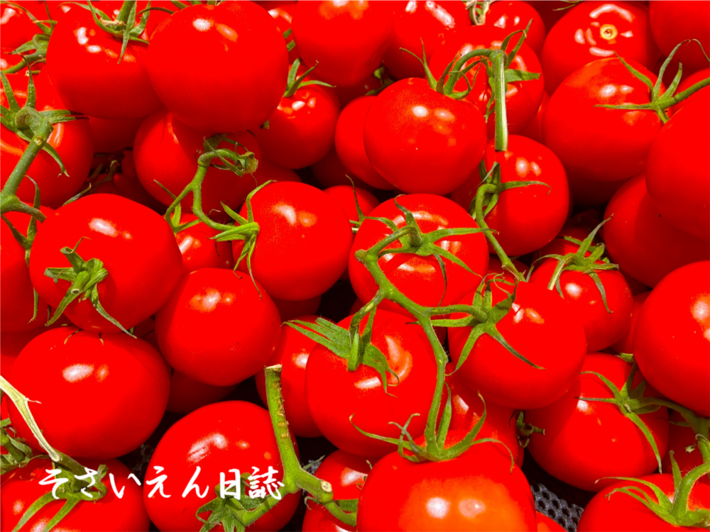 トマト保存 ミニトマト